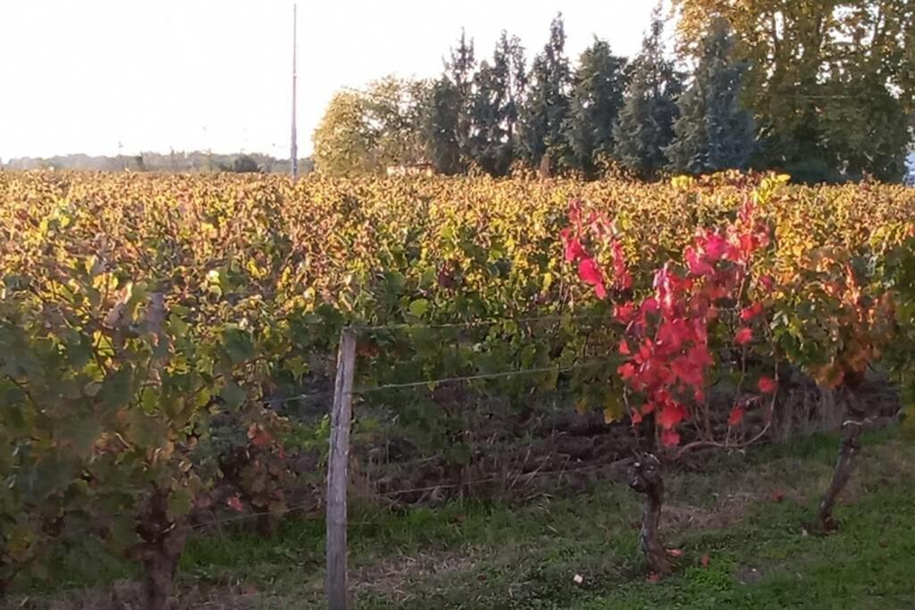 Chateau Roseyrol Proche Saint-Emilion Exteriér fotografie